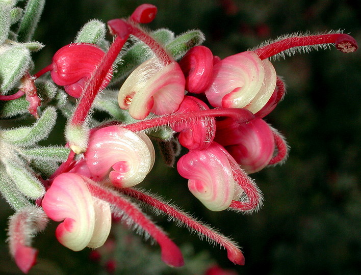 Grevillea lanigera