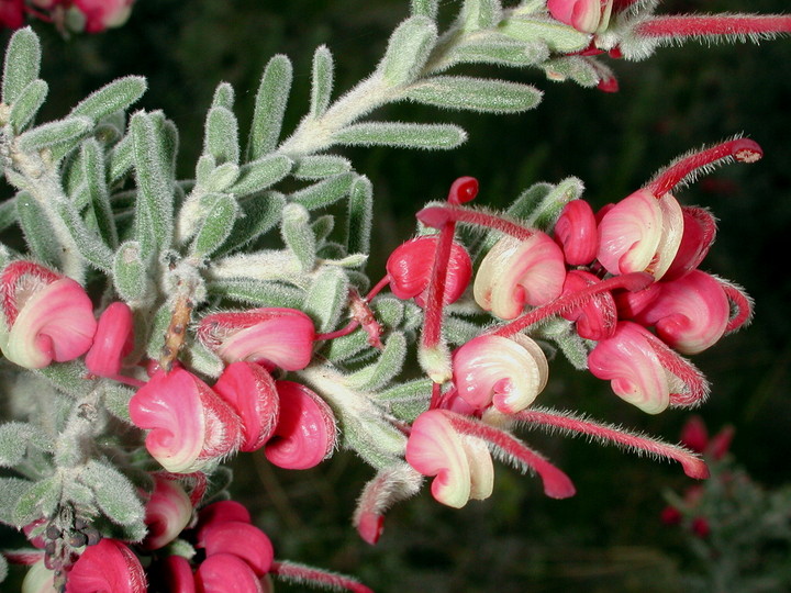 Grevillea lanigera