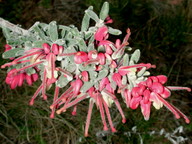 Grevillea lanigera