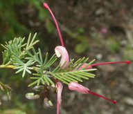 Grevillea sp.7