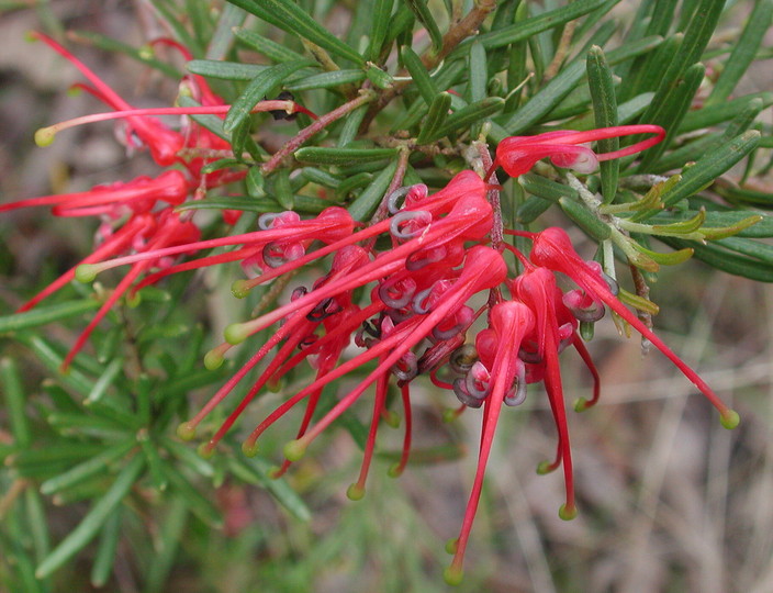 Grevillea brevicuspis