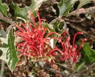 Grevillea aquifolium