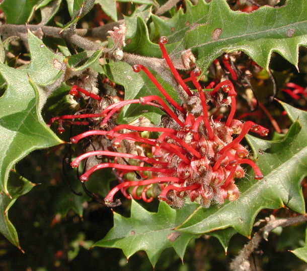 Grevillea aquifolium