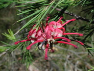 Grevillea rosmarinifolia?