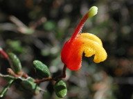 Grevillea alpina