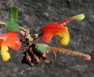 Grevillea alpina