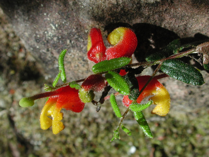 Grevillea alpina