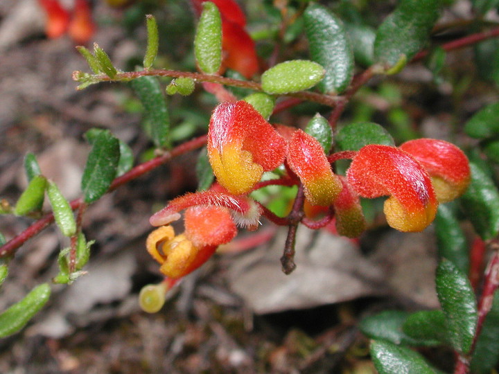 Grevillea alpina