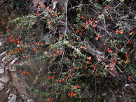 Grevillea alpina