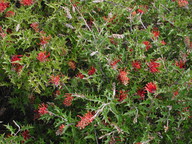 Grevillea aquifolium