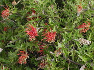 Grevillea aquifolium