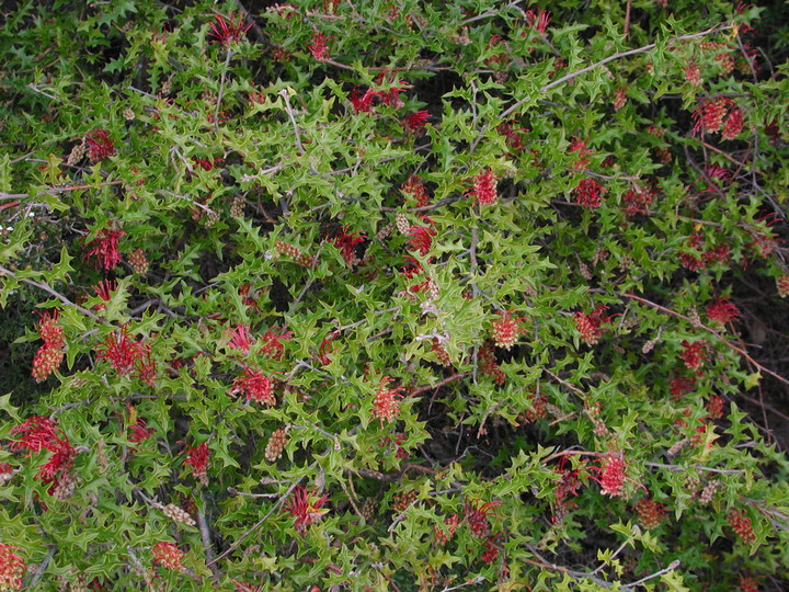 Grevillea aquifolium