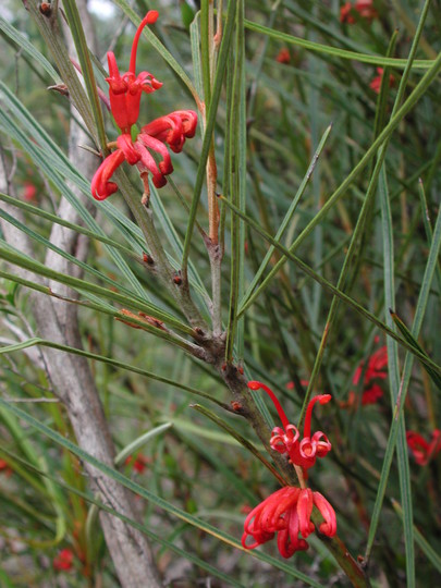 Grevillea dimorpha?