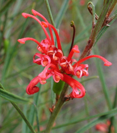 Grevillea dimorpha?