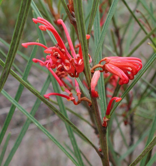 Grevillea dimorpha?