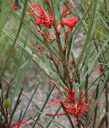 Grevillea dimorpha?