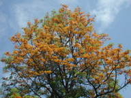 Grevillea robusta