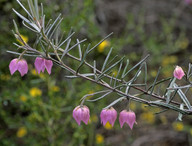 Guichenotia macrantha