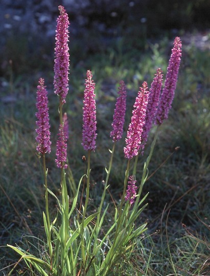 Gymndenia conopsea var. densiflora