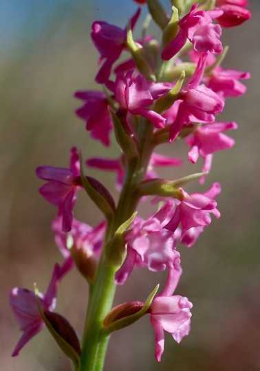 Gymnadenia odoratissima