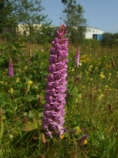 Gymndenia conopsea var. densiflora