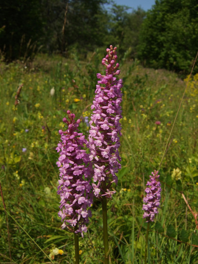 Gymnadenia conopsea