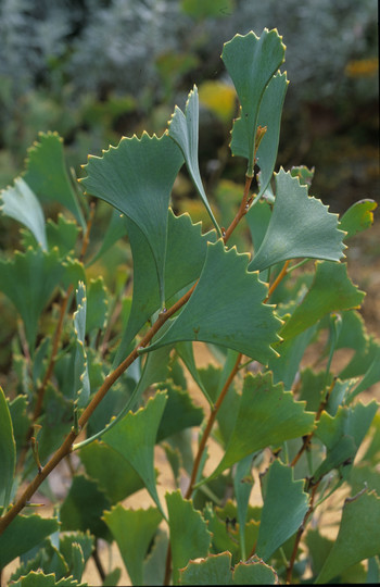 Hakea flabellifolia