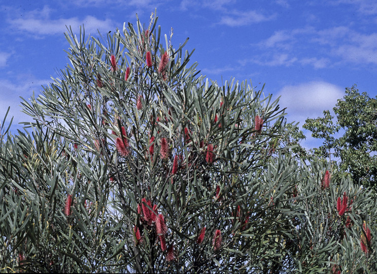 Hakea francisiana