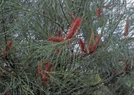 Hakea bucculenta