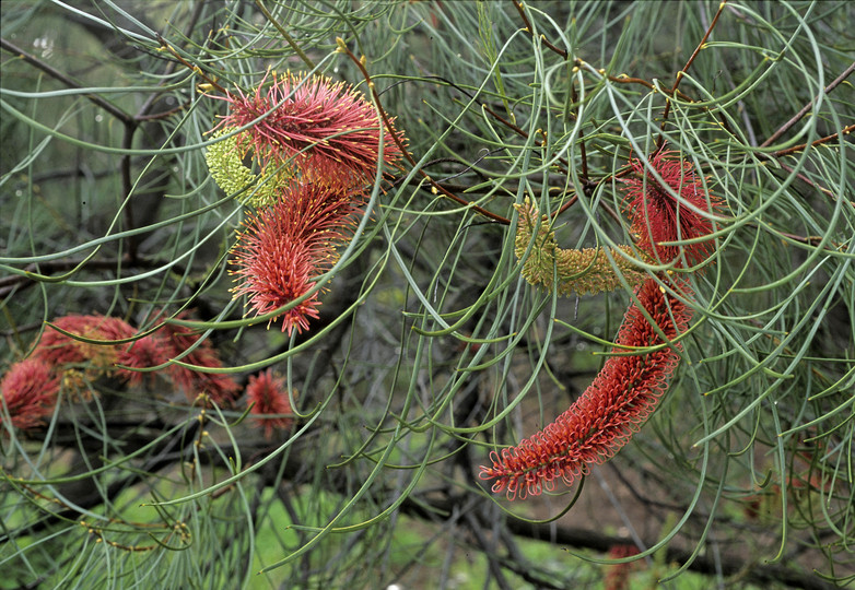 Hakea bucculenta