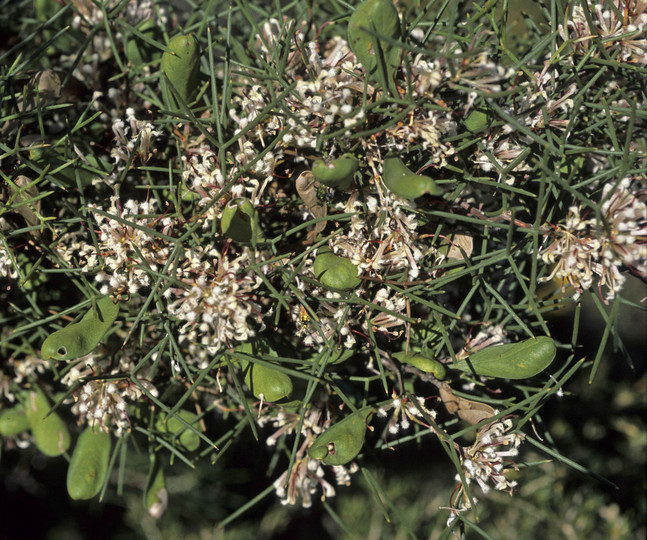 Hakea trifurcata