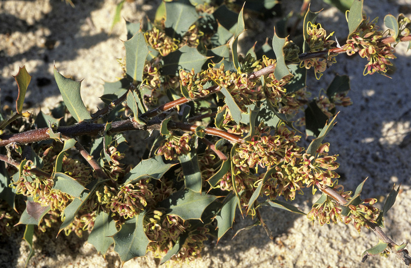 Hakea prostrata