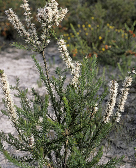 Hakea costata