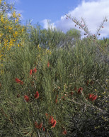 Hakea bucculenta