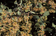 Hakea prostrata