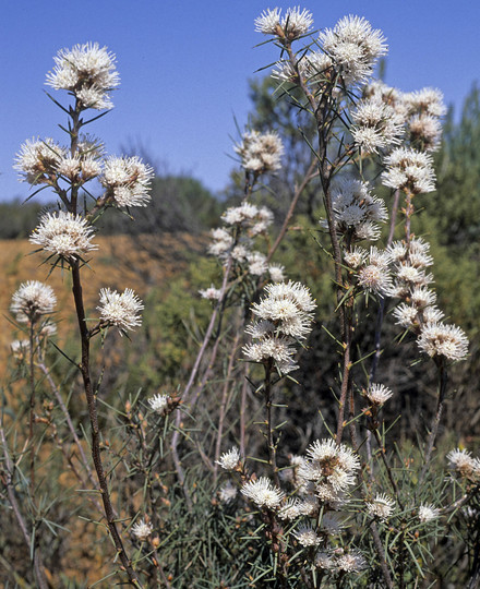 Hakea sp.1