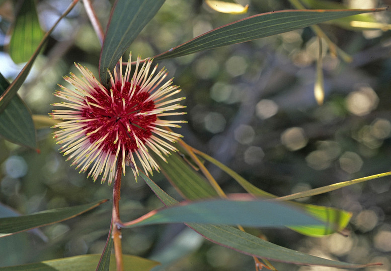 Hakea laurina