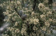 Hakea sp.3