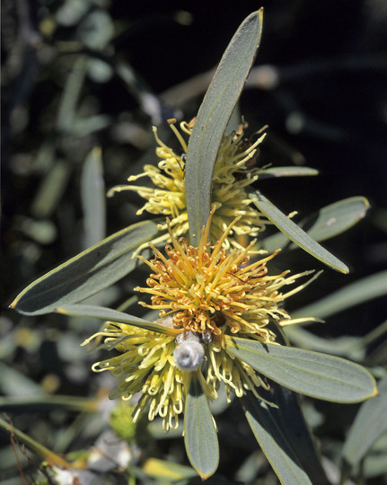 Hakea cinerea