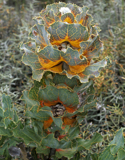 Hakea victoria