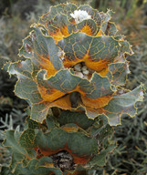 Hakea victoria