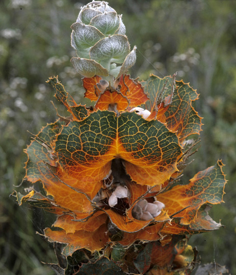 Hakea victoria