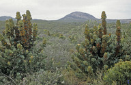 Hakea victoria