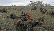 Hakea victoria