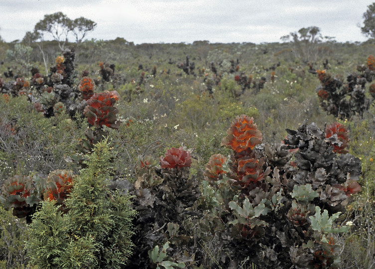 Hakea victoria