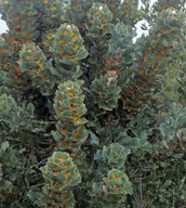 Hakea victoria