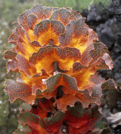 Hakea victoria