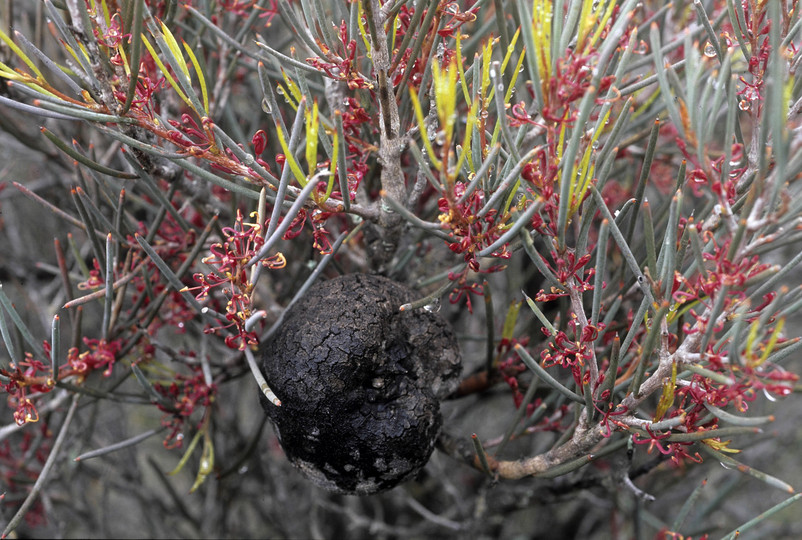 Hakea strumosa