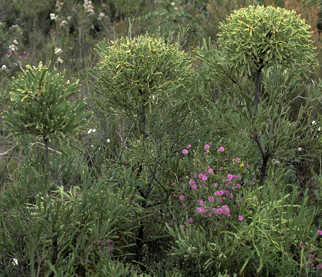 Hakea corymbosa