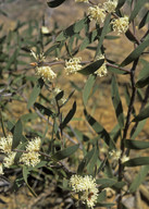 Hakea ambigua